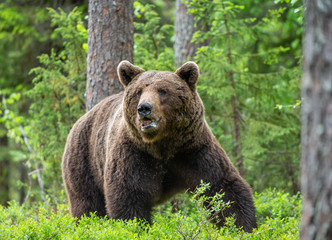 Obraz na płótnie Canvas Brown bear in the summer forest. Green forest natural background. Scientific name: Ursus arctos. Natural habitat.