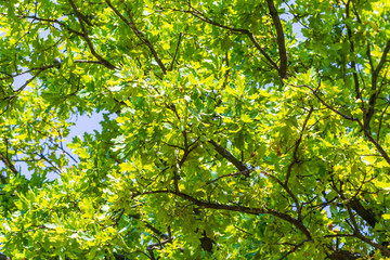 Oak foliage background