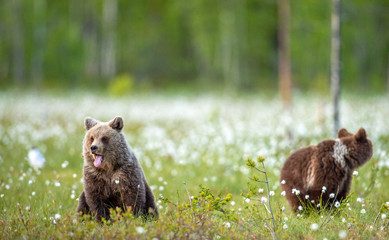 Obraz na płótnie Canvas Young brown bears on the swamp in te summer forest, among white flowers. Natural habitat. Scientific name: Ursus Arctos Arctos. Summer green forest background.