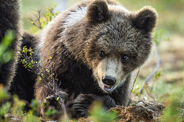 Obraz premium Close up portrait of Brown bear in the summer forest. Green forest natural background. Scientific name: Ursus arctos. Natural habitat.