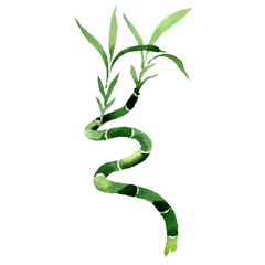 Green Draceana Sanderiana. Watercolor background set. Isolated lucky bamoo illustration element.