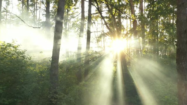A drone flying over a summer blurred forest early in the morning. The sun's rays cut through the fog.