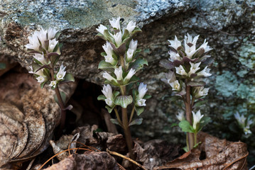 Pennywort (Obolaria virginica) in early spring woodland in central Virginia