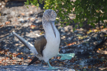 Blue Footed Booby Love