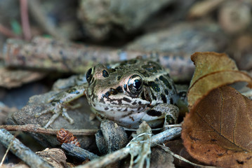 Pickerel frog (Rana palustris) hiding among leaf litter on florest floor. Pattern of skin provides camouflage from predators.