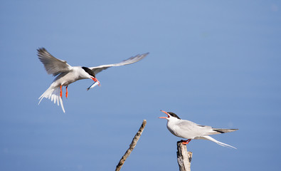 Tern courting