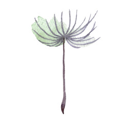 Dandelion seed. Watercolor background illustration set. Isolated plant illustration element.