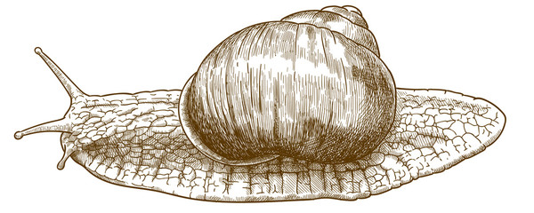 engraving illustration of roman snail