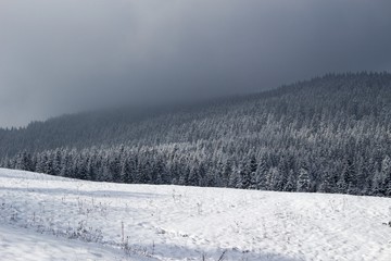 winter landscape with trees and snow