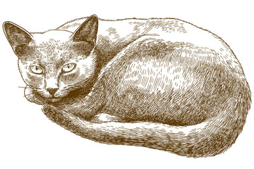engraving antique illustration of cat