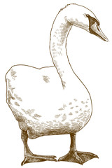 engraving antique illustration of white swan
