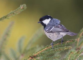 A small Coal tit sitting on a branch in the wild