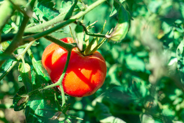 Red tomato grown in a garden hanging on a green branch.