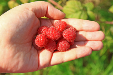 Handful of ripe red raspberry berry lies in the open female palm the sunny summer day. Home grown organic fruits for concept background. Selective focus