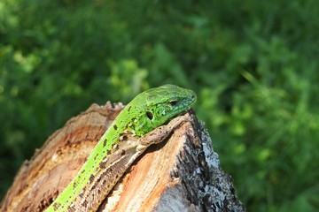 Beautiful green european lizard resting on stump in the garden, closeup