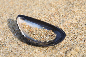 Muschel am Stand mit Sand gefüllt