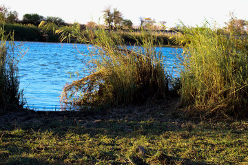 lake in forest