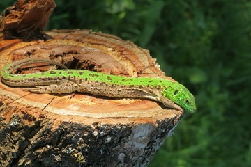 Green european lizard resting on stump in the garden, closeup