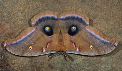 Male Polyphemus moth (Antheraea polyphemus). Eyespots on hind wings are often covered by front wing and then revealed suddenly in attempt to startle predators.
