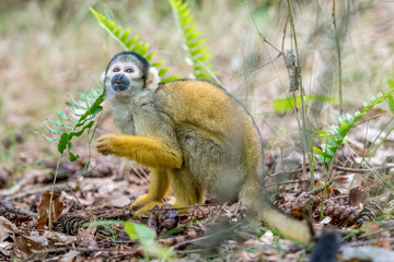 skull squirrel sits on the floor and looks up