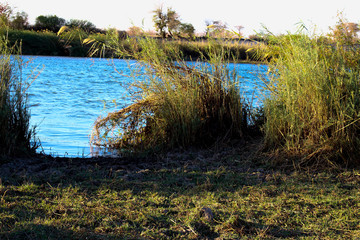 lake in the forest