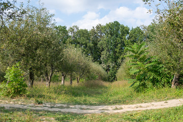 Green orchard with many apple trees and a path in a countryside