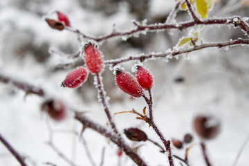 red berries in snow