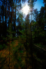 pine forest at night