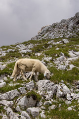 Naklejka premium Small sheep pasturing near Triglav mountain