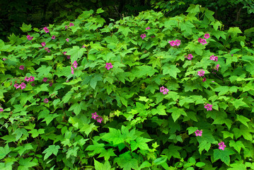 Fototapeta na wymiar Purple-flowering raspberry in forest in Shenandoah National Park in Virginia