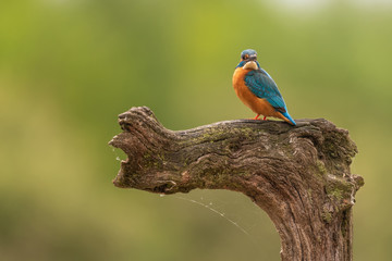 Eisvogel