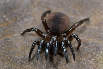Purseweb spider
