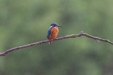 Eisvogel