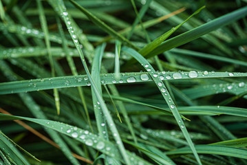 rain drops on the grass