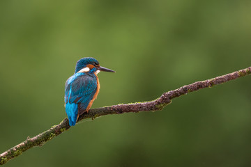 Eisvogel
