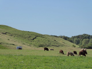Weidende Schafherde