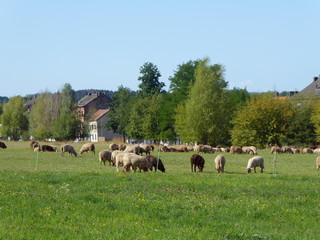 Weidende Schafherde