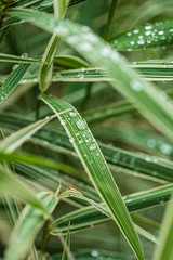 rain drops on the grass