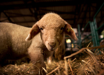 A beautiful little lamb is looking at the camera while it is in a stable on an animal farm.