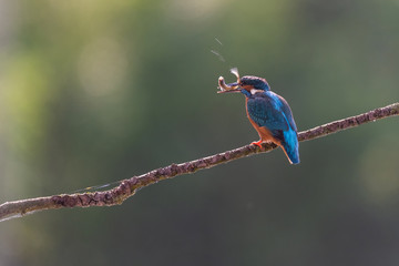 Eisvogel