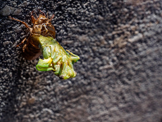 Late Nymph Cicada molting into Adult