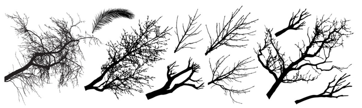 Trees branch silhouette set. Different types of trees branch. Vector illustration