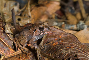 Rain frog (Eleutherodactylus sp.) among leaf litter of floor of rainforest in Panama. Note high degree of camouflage. Frog is about one inch (2.5 cm) long.
