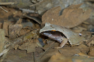 Rain frog (Eleutherodactylus sp.) among leaf litter of floor of rainforest in Panama. Note high degree of camouflage. Eye is disguised by black band. Frog is about one inch (2.5 cm) long.