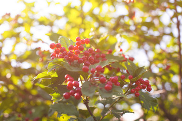 Viburnum bush with red berries after rain