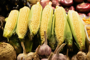 Corn on the cob and garlic. Farmer's market, open shelves showcases. Healthy organic food. Autumn harvest