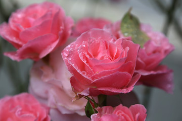 rosa rose mit tau tropfen am morgen