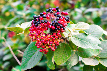 Aronia berries on a branch with green leaves. The berries are not all ripe and some are red.