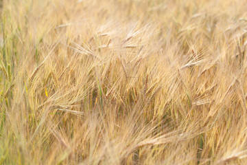 Rye ears of  in the field