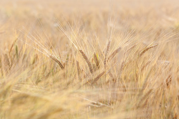 Rye ears of  in the field